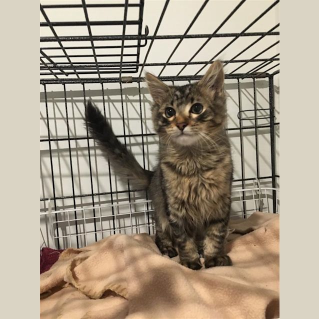 Photo of Taco