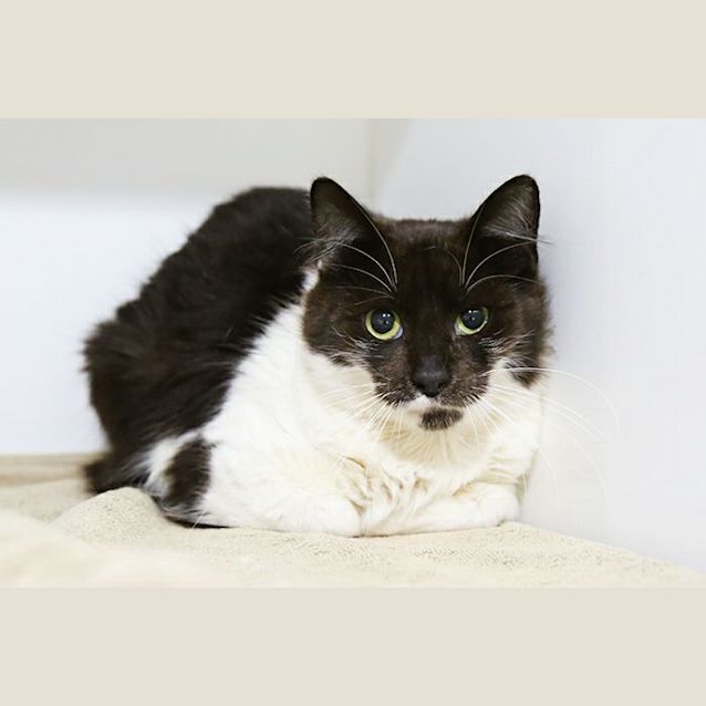 Photo of Melody @ Squawks West Gosford
