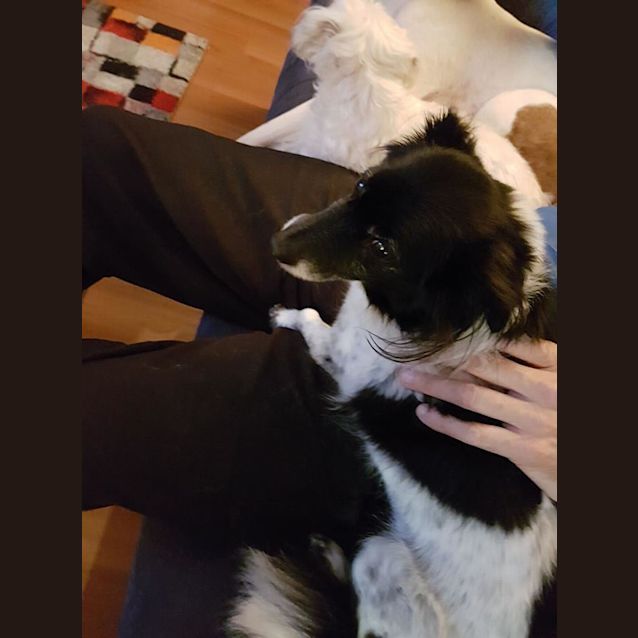 Photo of Scruffy 