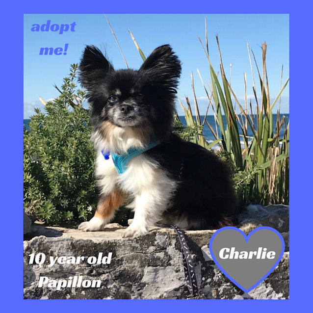 Photo of Charlie ~ Papillon (On Trial 23/07/17)