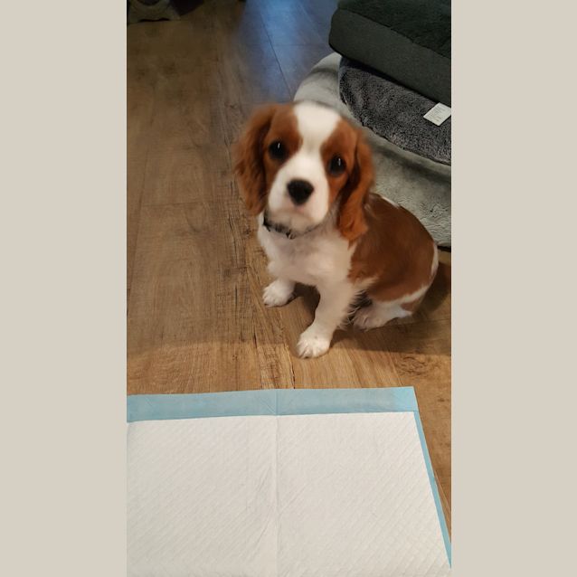 Photo of Fergus