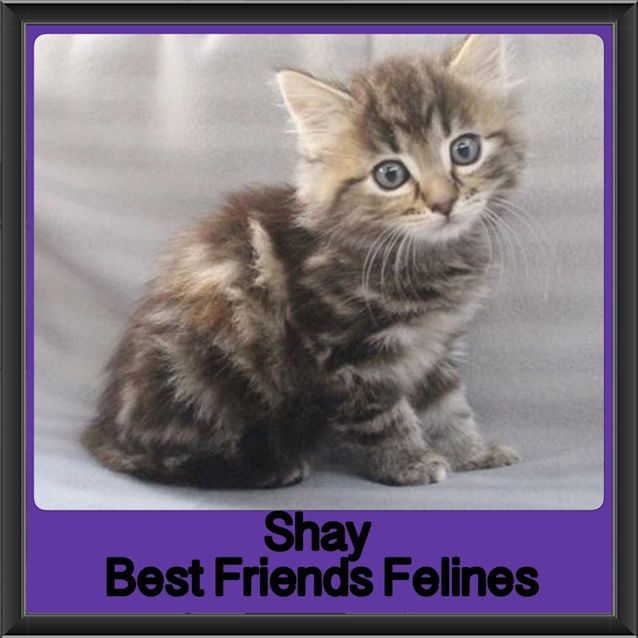 Photo of Shay