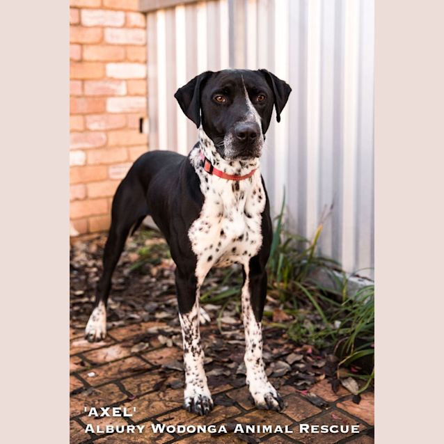 Photo of Axel