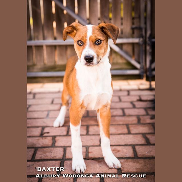 Photo of Baxter