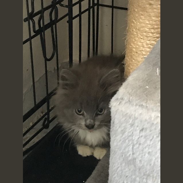 Photo of Harley (10 Weeks Old)