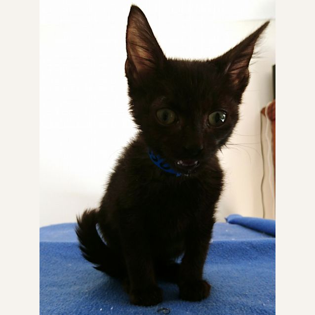 Photo of Amadeus