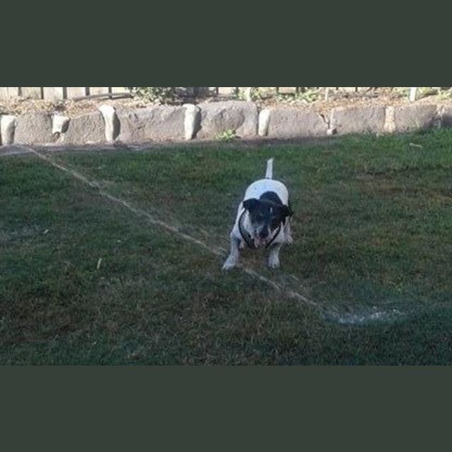 Photo of Tazzie (Adoption Pending)