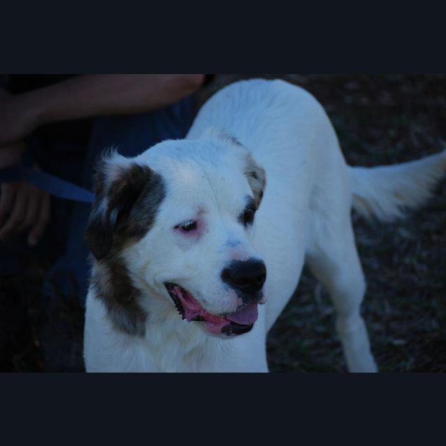 Photo of Emerson (Adoption Pending)