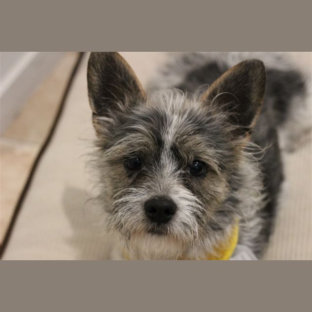 Photo of Bandit 