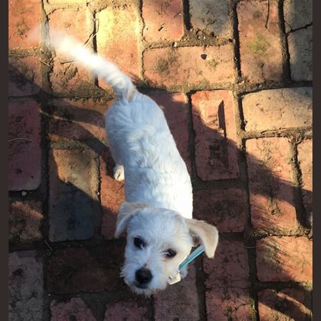 Photo of Daisy