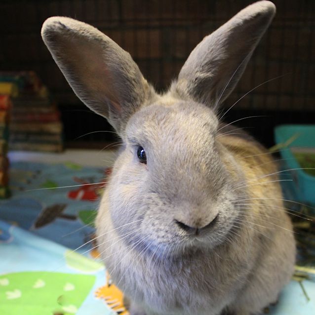 Photo of Gilderoy Lockhart