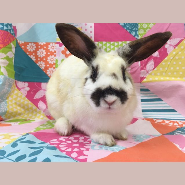 Photo of Sally (Vib)