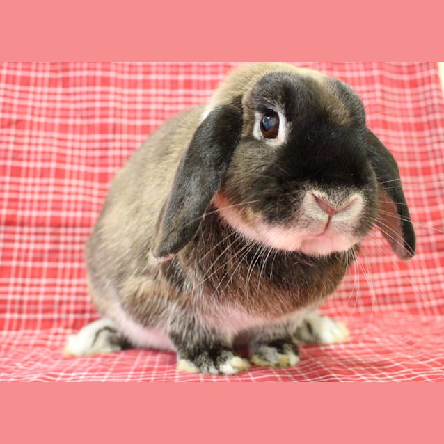 Photo of Harlow (Vib)