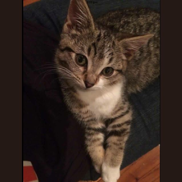 Photo of Mittens 