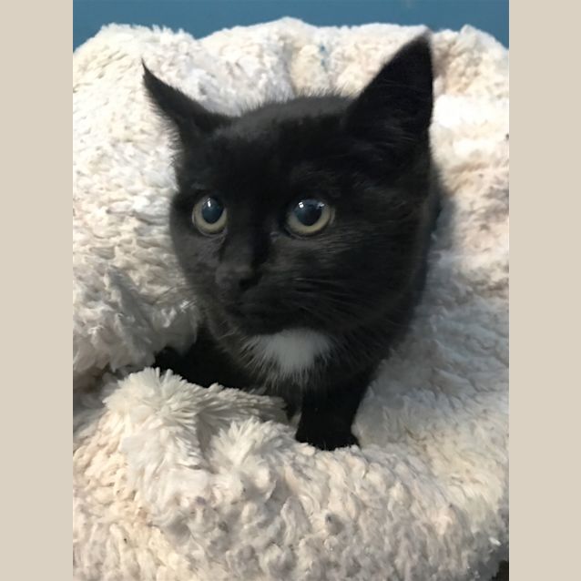 Photo of Pocket