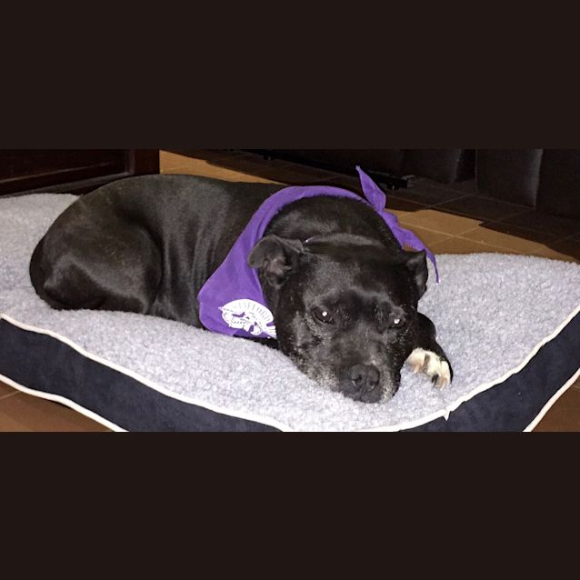 Photo of Sheba