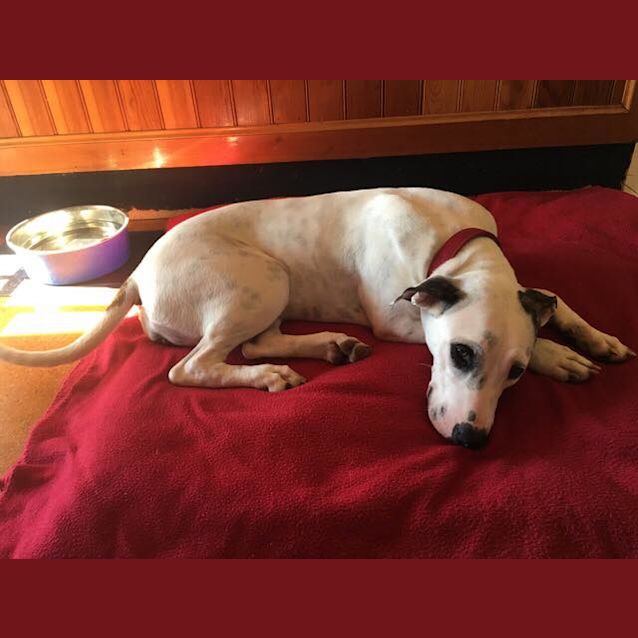 Photo of Libby ** Adoption Pending ** 