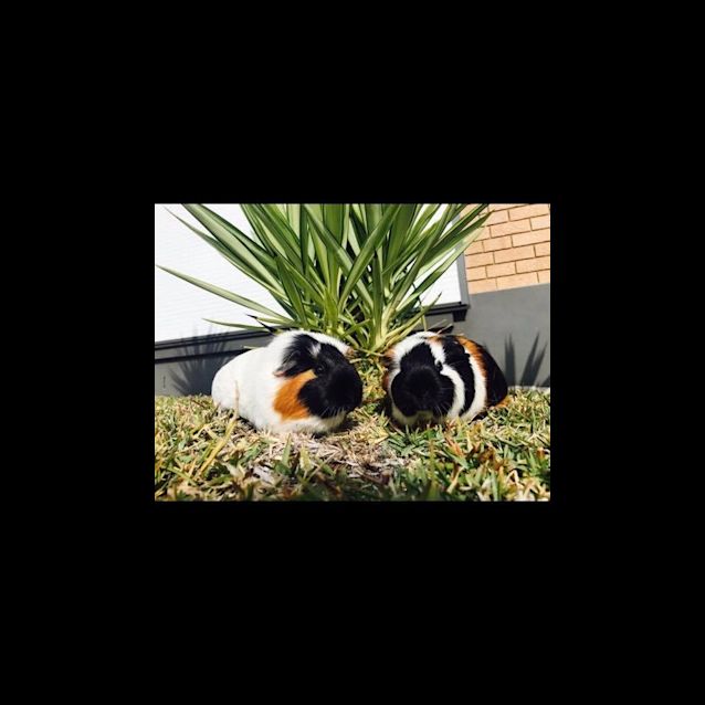 Photo of Storm & Shadow 