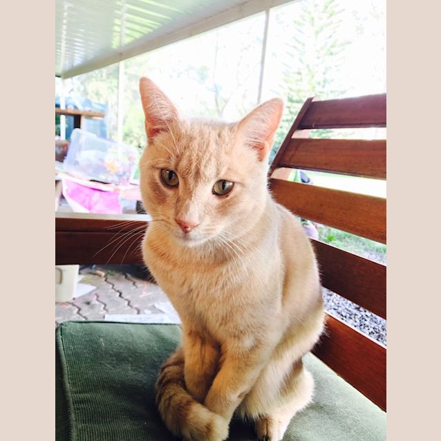 Photo of Buck / Buckley / Buckaneer