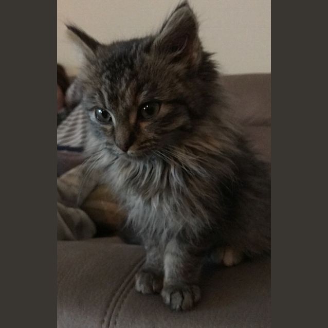 Photo of Ollie