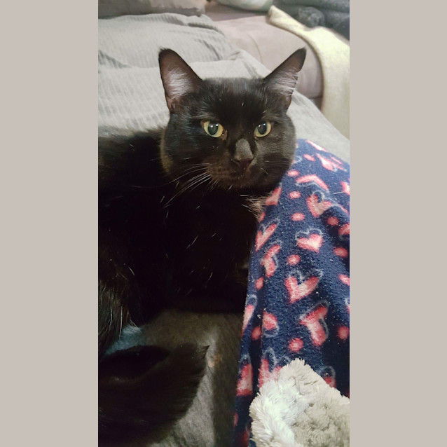 Photo of Pitch *Special Adoption Fee  *