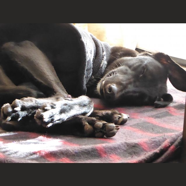 Photo of “Rosie”, Big Hearted Toy Boss. Melbourne