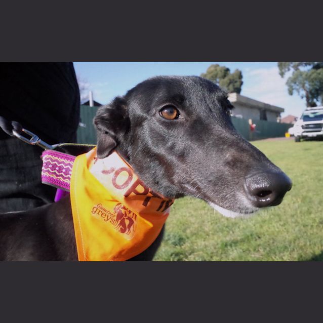 Photo of Fresh As A “Daisy”. Melbourne