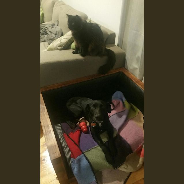 Photo of Robbie *** Smoochy Playful Cat Friendly Boy