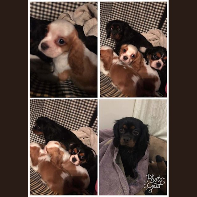 Photo of Theodore, Elbert & Roger