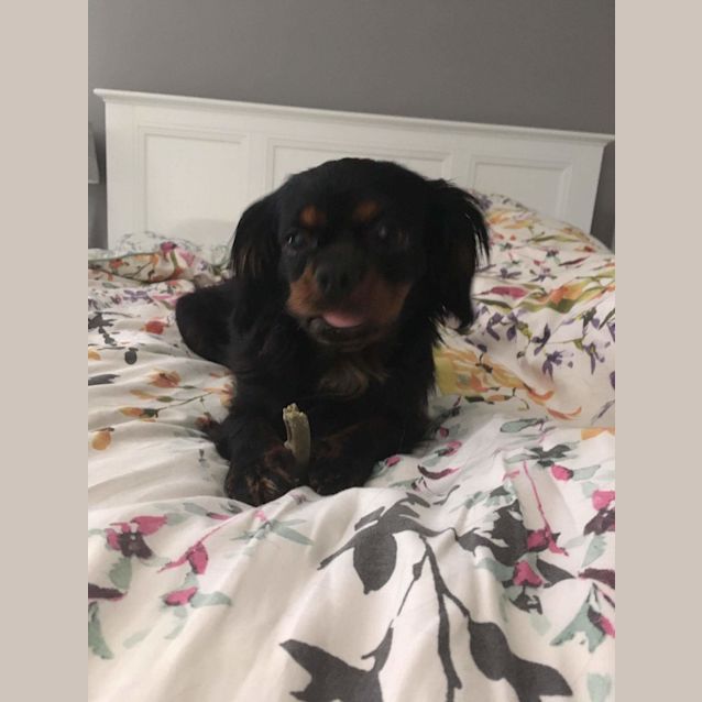 Photo of Willow