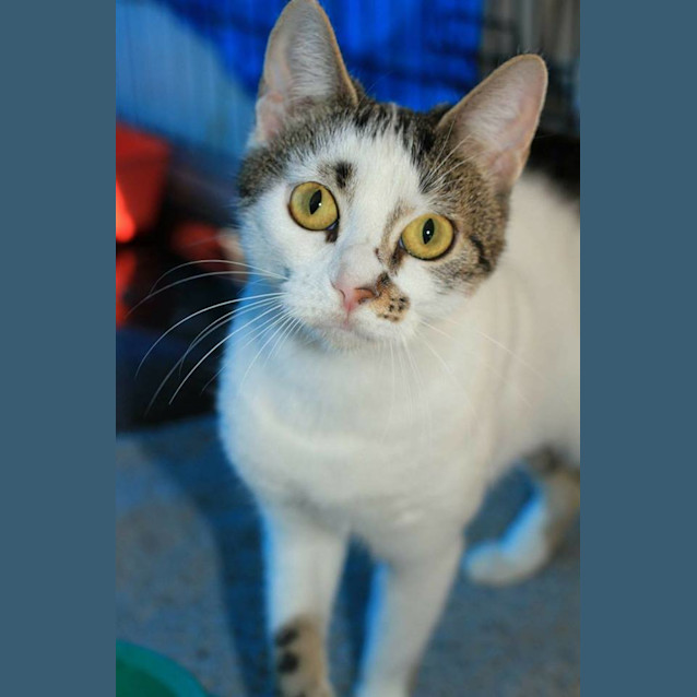 Photo of Missy @ The Pet House, Tuggerah