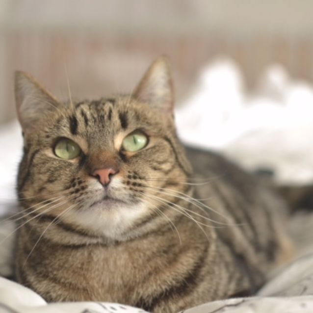 Photo of Stella