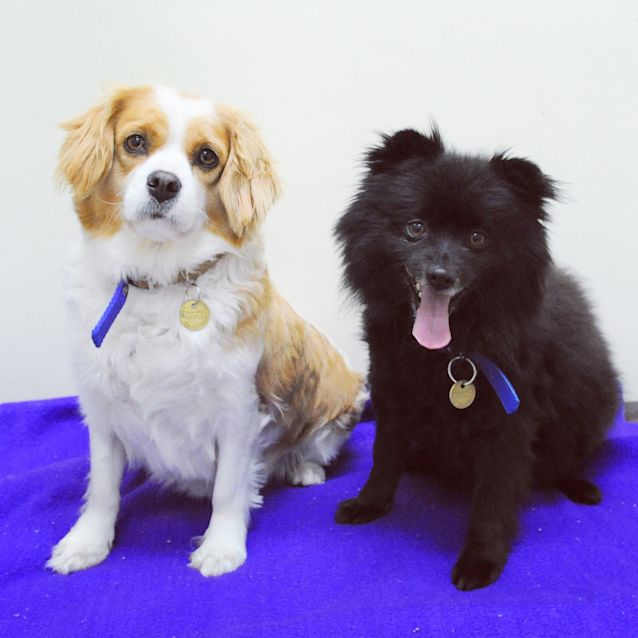 Photo of P Boy & Chanel