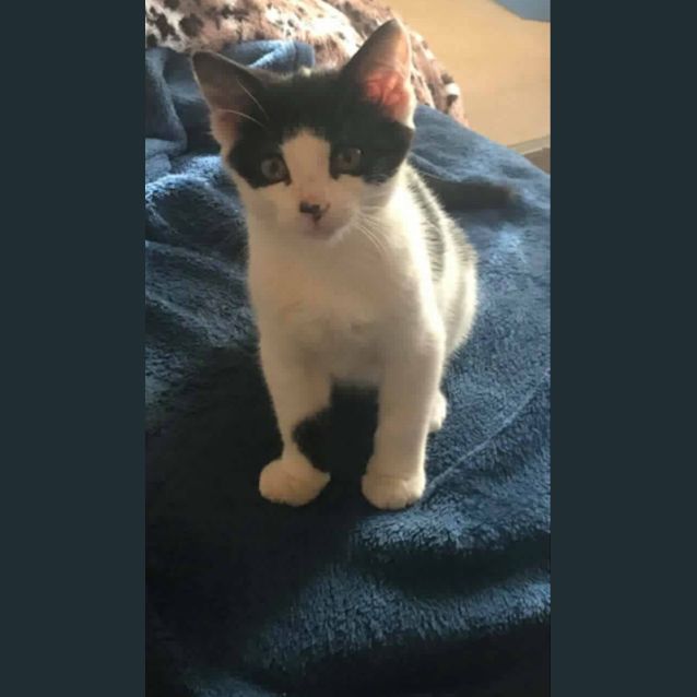 Photo of Domino
