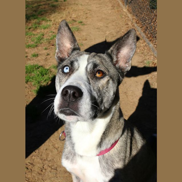 Photo of Sox