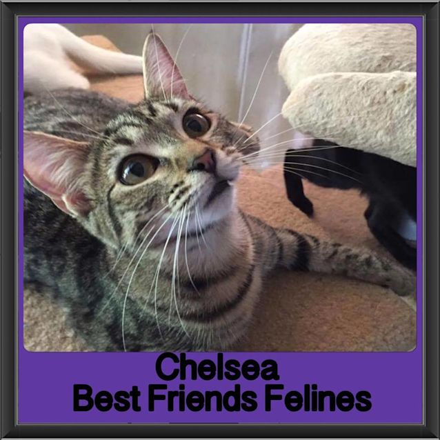 Photo of Chelsea