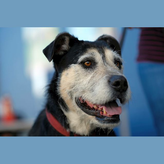 Photo of Buster Dl1557