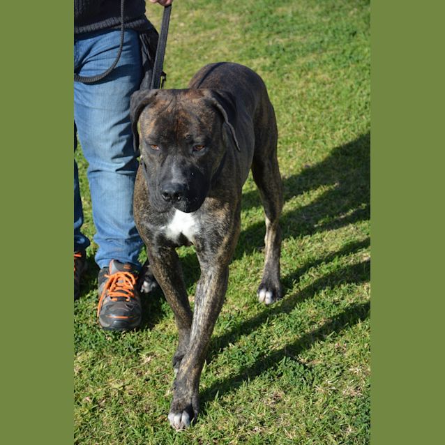 Photo of Dexter Dl1693