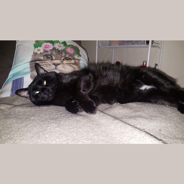 Photo of Pitch *Special Adoption Fee  *