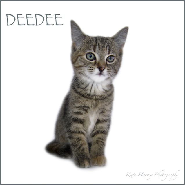 Photo of Dee Dee