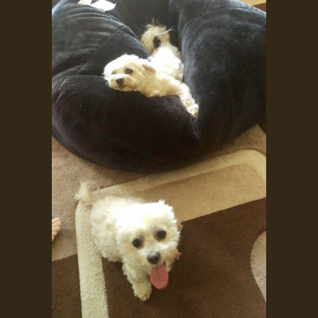 Photo of **Bonded Pair** Rio And Charlotte 