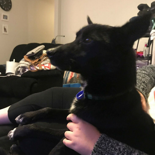 Photo of Sam ~ Border Collie X Kelpie (On Trial 4/8/2017)