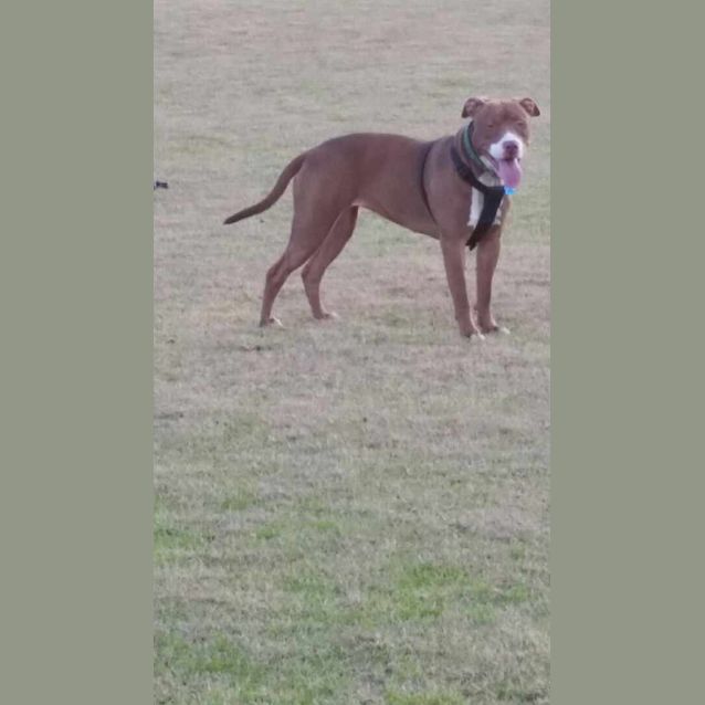 Photo of Dusty  ... Cat And Dog Friendly