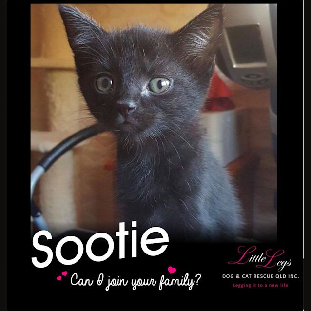 Photo of Sootie 