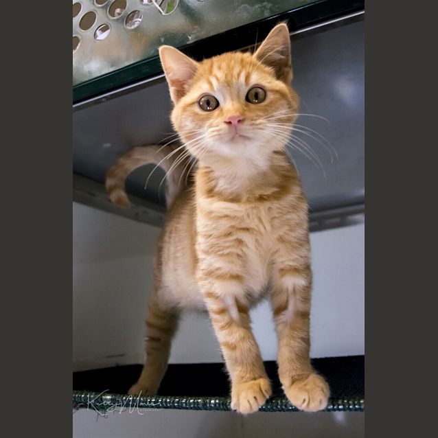 Photo of Bosco