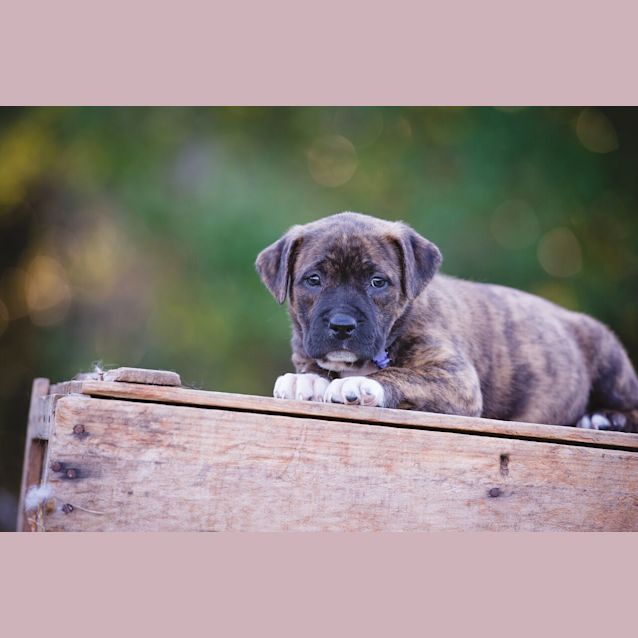 Photo of Hilde   Will Be At Rspca Big Adopt Out