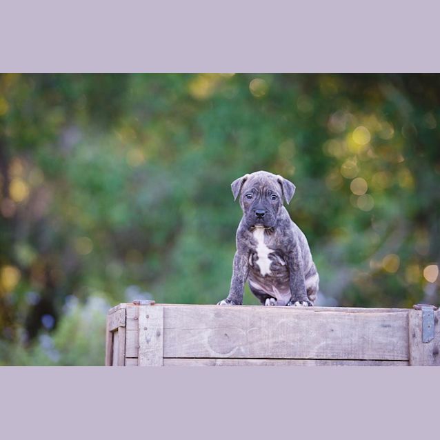 Photo of Floki   Will Be At Rspca Big Adopt Out