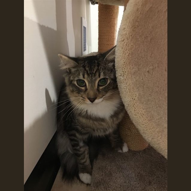 Photo of Lancelot