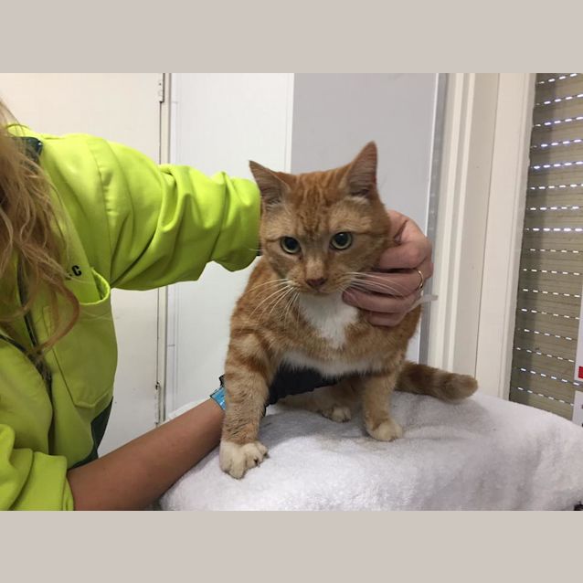 Photo of Ginger Whiskers (3248)