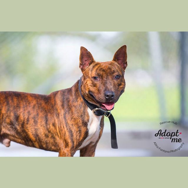 Photo of Mooki (Pcc 324)